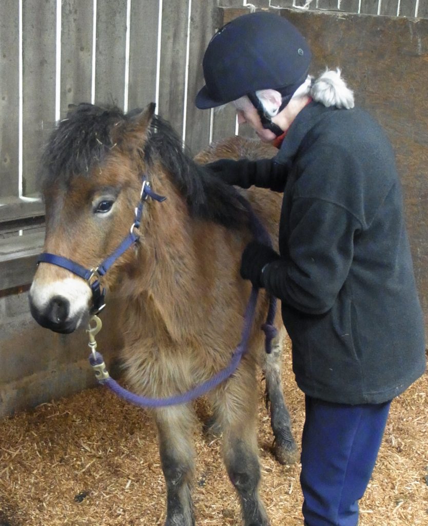 Exmoor pony, Freddy, as a foal, being handled at the Exmoor Pony Centre on Exmoor.