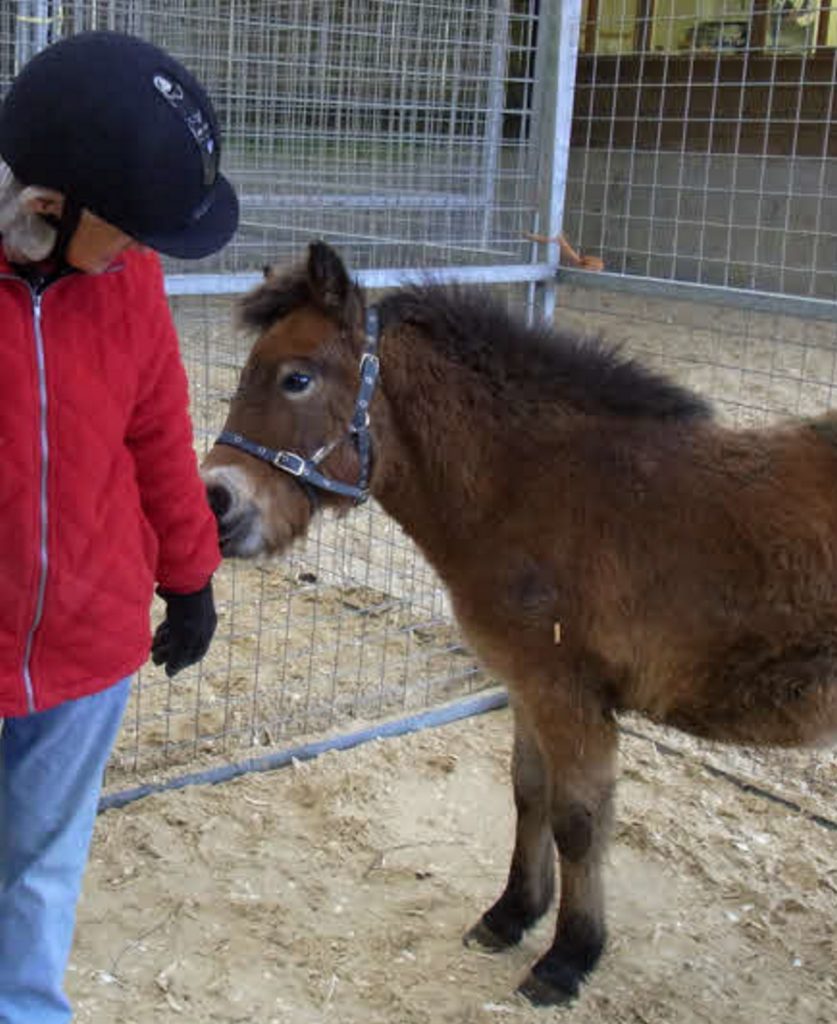 Exmoor pony, Monty, as a foal, being handled at the Exmoor Pony Centre on Exmoor.