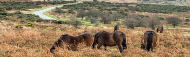 Exmoor ponies on Winsford Common, Exmoor