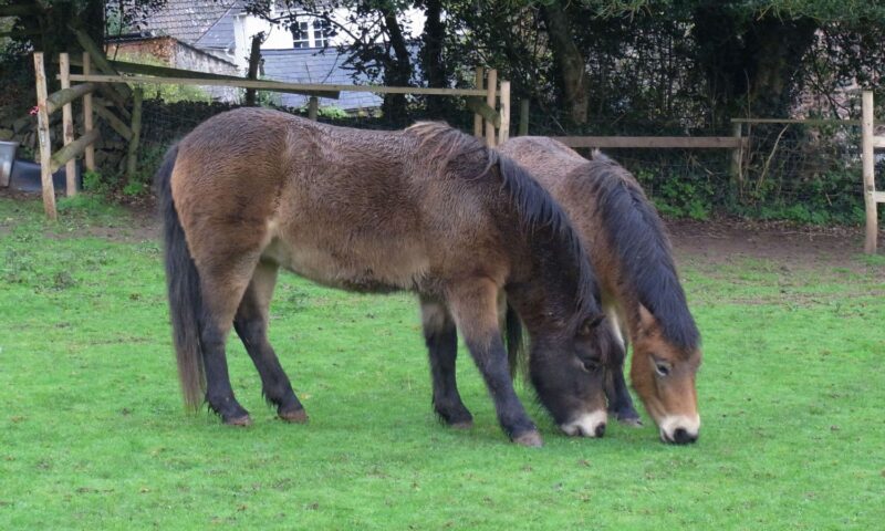 Freddy and Pascoe. Exmoor ponies.