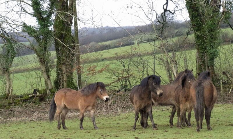 Exmoor pony, Freddy and pals. Exmoor ponies in the field.