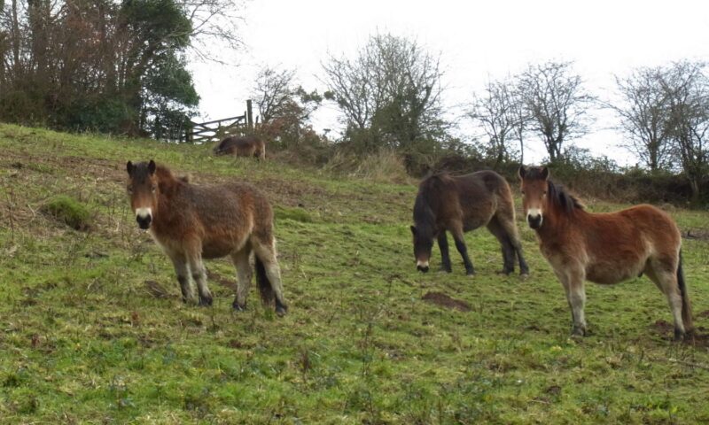 Exmoor pony, Monty, and pals conservation grazing at Arlington Court in Devon.